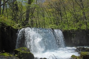 11844528-oirase-stream-in-spring-aomori-prefecture-japan